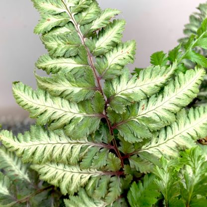 Athyrium nipponicum 'Metallicum' leaf close up