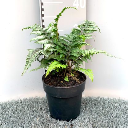 Athyrium nipponinum 'Metallicum' 1.5 litre plant