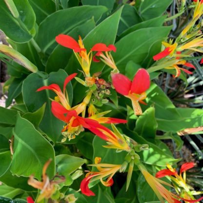 Canna patens flower close up at Big Plant Nursery