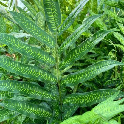 Coniogramme emeiensis close up of leaf at Big Plant Nursery