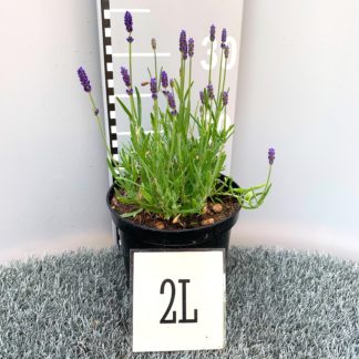 Lavandula 'Hidcote' 2 litre plant