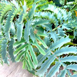 Melianthus major leaves at Big Plant Nursery