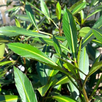 Pseudopanax lessonii 'Dark Star' close up of foliage at Big Plant Nursery