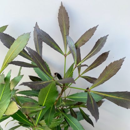 Pseudopanax lessonii 'Dark Star' close up of leaves of plants growing at Big Plant Nursery