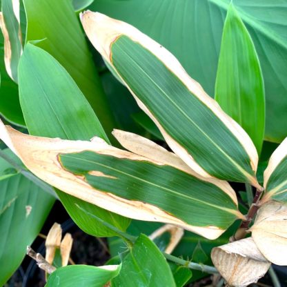 Sasa veitchii winter leaf colour at Big Plant Nursery