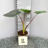 Colocasia 'Madeira' 1 litre plant at Big Plant Nursery