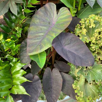 Colocasia 'Madeira' mature plant in summer