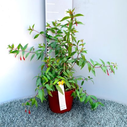 Fuchsia regia 'Reitzii' at Big Plant Nursery