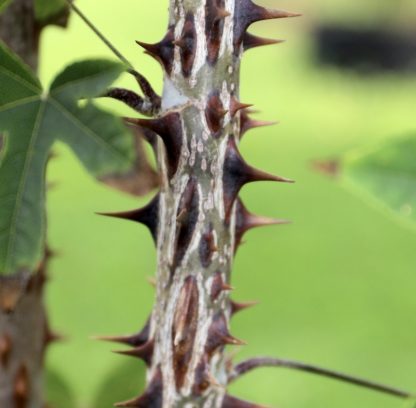 Kalopanax septemlobus at Big Plant Nursery