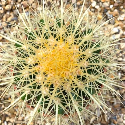 Echinocactus grusonii in a terracotta bowl