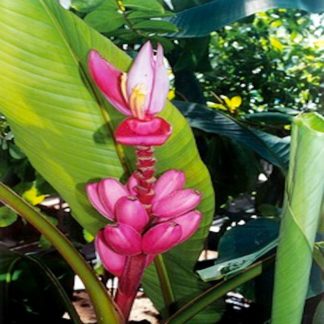 Musa velutina flower and fruit at Big Plant Nursery