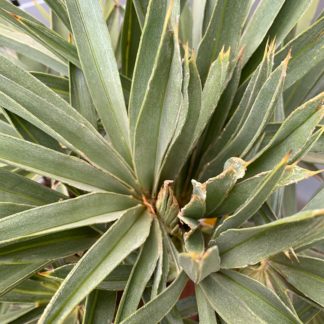 Trithrinax campestris leaf closeup