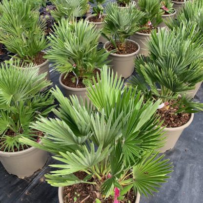 Chamaerops humilis 'Vulcano' 20 litre plant at Big Plant Nursery