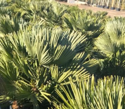 Chamaerops humilis 'Vulcano' mature plants