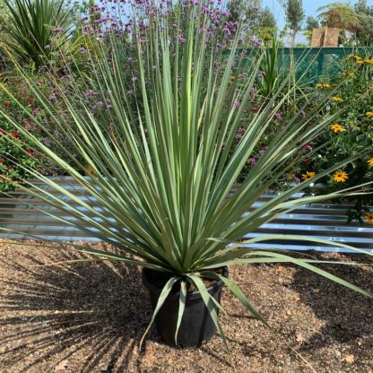 Nolina nelsonii 30 litre plant at Big Plant Nursery