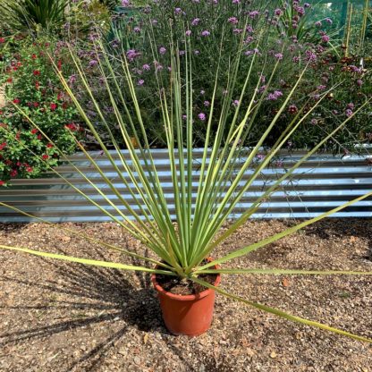 Nolina nelsonii, the Blue bear grass tree at Big Plant Nursery