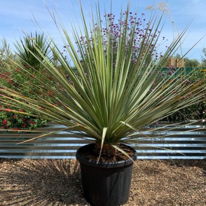 Nolina nelsonii 50 litre at Big Plant Nursery