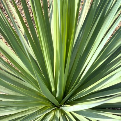 Nolina nelsonii close up of leaves at Big Plant Nursery