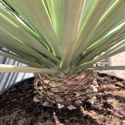 Nolina nelsonii close up of trunk in a 50 litre plant at Big Plant Nursery