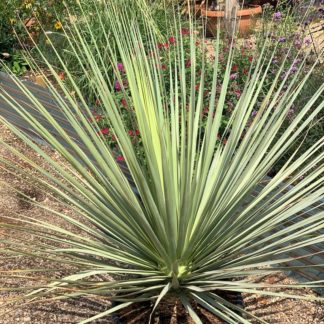 Nolina nelsonii young adult plant at Big Plant Nursery