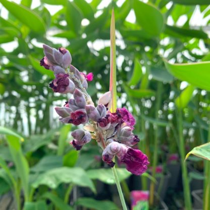 Thalia dealbata flowers at Big Plant Nursery