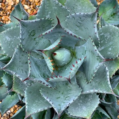 Agave isthmensis mature plants at Big Plant Nursery