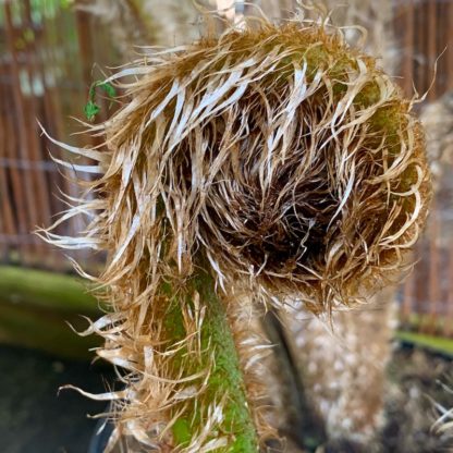 Cyathea felina new crozier unfurling at Big Plant Nursery