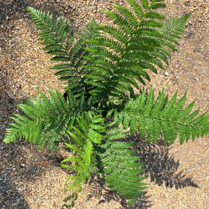 Dicksonia fibrosa at Big Plant Nursery