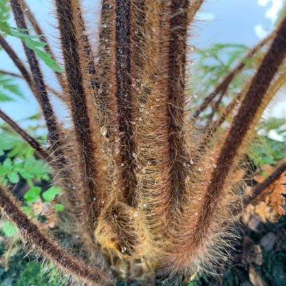 Dicksonia squarrosa crown and leaf petioles at Big Plant Nursery