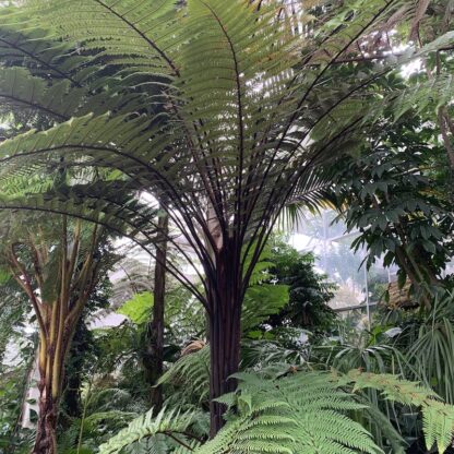 Dicksonia squarrosa Wheki Ponga