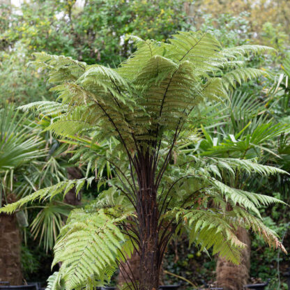 Dicksonia squarrosa Wheki Ponga