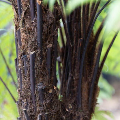 Dicksonia squarrosa Wheki Ponga growing at Big Plant Nursery