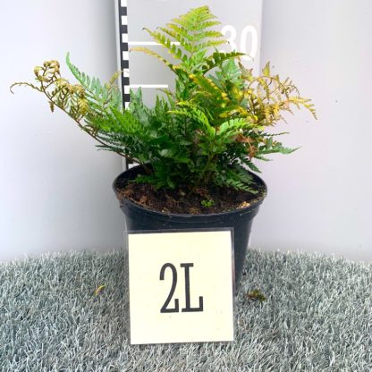 Dryopteris erythrosora 'Prolifica' 2 litre plant