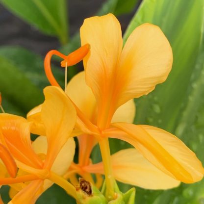 Hedychium 'Jungle Yellow' individual flower at Big Plant Nursery