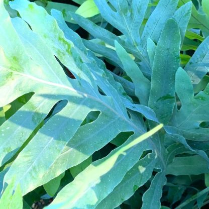 Phlebodium aureum 'Blue Star' close up of leaves at Big Plant Nursery