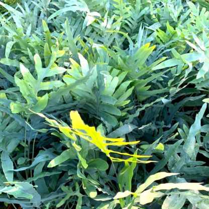 Phlebodium aureum 'Blue Star' mature plants at Big Plant Nursery