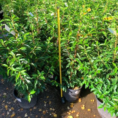 Prunus lusitanica 'Angustifolia' 10 litre plants at Big Plant Nursery