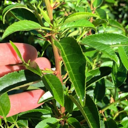 Prunus lusitanica 'Angustifolia' close up of stem and leaves at Big Plant Nursery