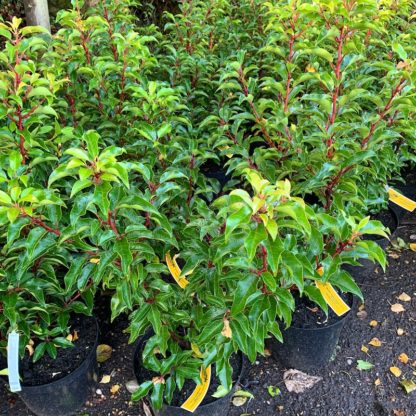 Prunus lusitanica 'Brenelia' 10 litre plant at Big Plant Nursery