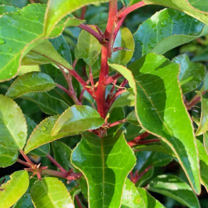 Prunus lusitanica 'Brenelia' close up of stem clour and wavy leaves at Big Plant Nursery