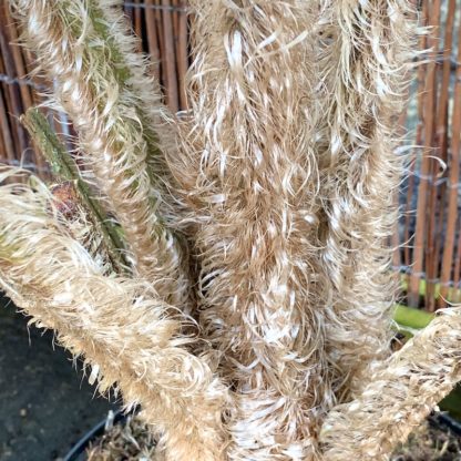 Cyathea felina trunk and crown close up at Big Plant Nursery