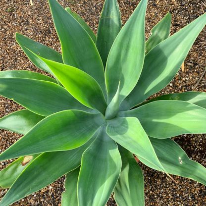 Agave attenuata at Big Plant Nursery