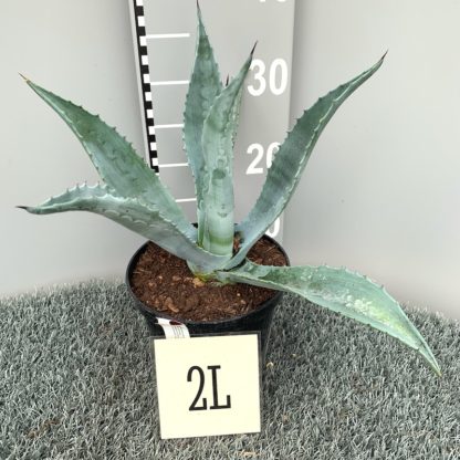 Agave franzosinii 2 litre plant