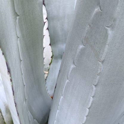 Agave franzosinii close up of leaves at Big Plant Nursery