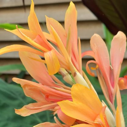 Canna 'Stuttgart' flowers at Big Plant Nursery