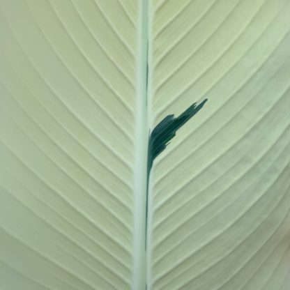 Canna 'Stuttgart' showing detail of a mainly white leaf