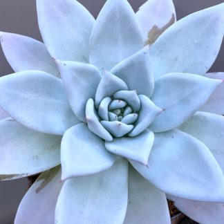 Echeveria colorata 'Mexican Giant' close up of centre leaves