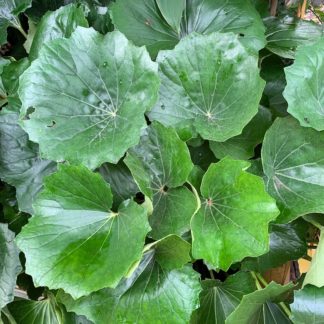 Farfugium japonicum mature plant at Big Plant Nursery