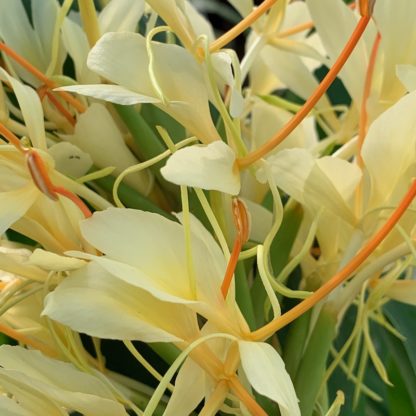 Hedychium villosum close up of flowers