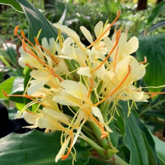 Hedychium villosum flower at Big Plant Nursery